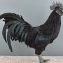 Cemani schwarz sg94E Baric Stefan 58708 Menden LV-Schau Hamm